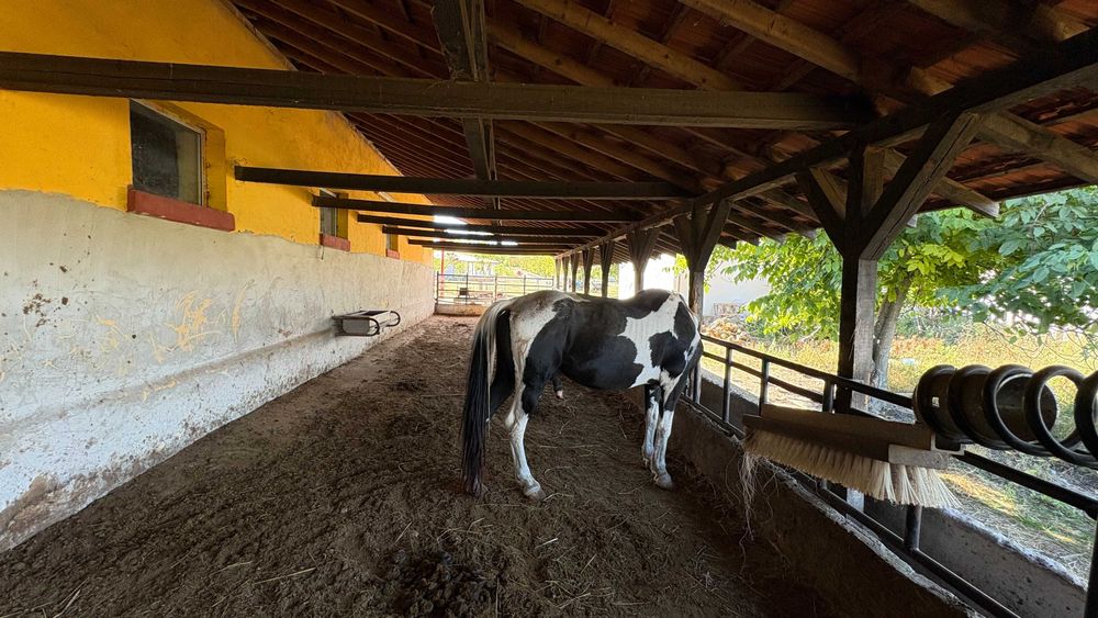 Продава се Парцел в с. Пробуда, Област Търговище - 38000 кв.м за 60 €/кв.м - Снимка #10