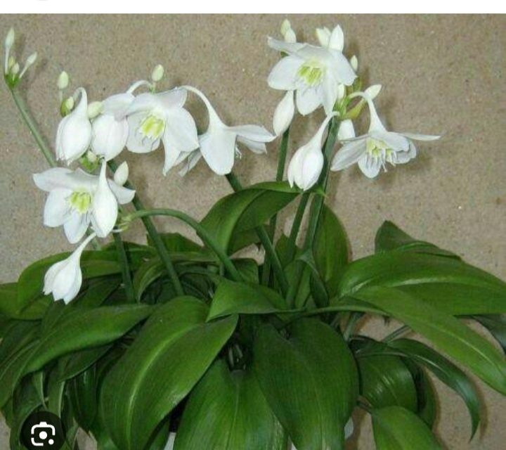 Эухаррис детка продам