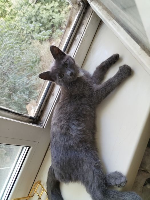 Котенок мальчик 4 месяца