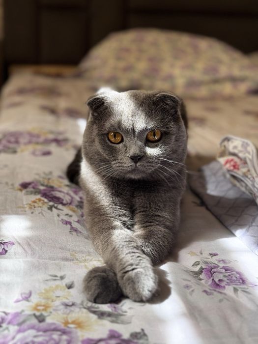 Вязка мальчик Scottish fold