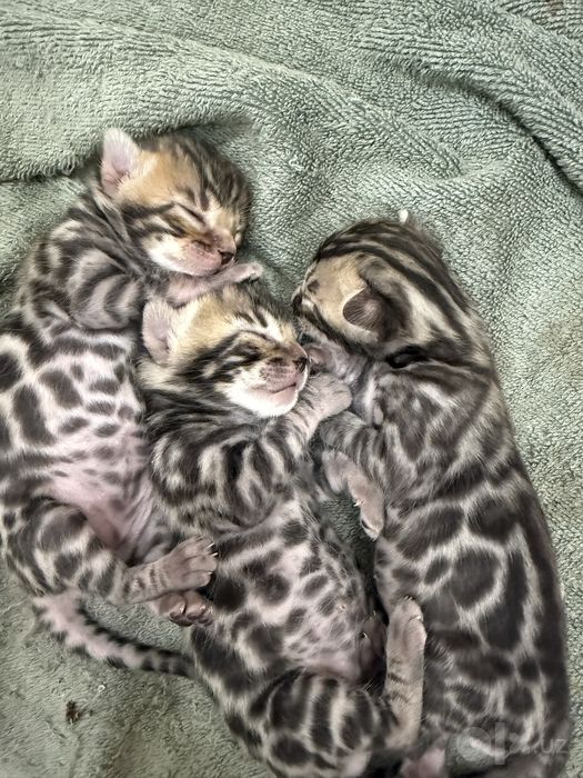 Котята чистокровных бенгалов