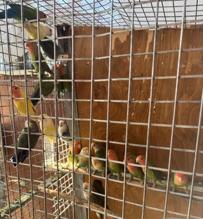 Vand papagali agapornis