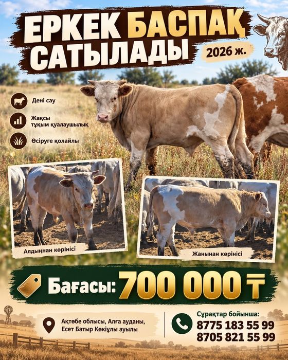 Бычок/баспақ 2026