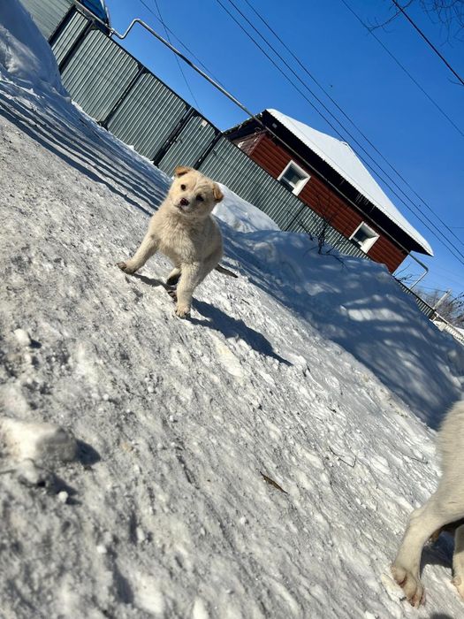 Срочно ищем дом щеночкам- бездомышам!