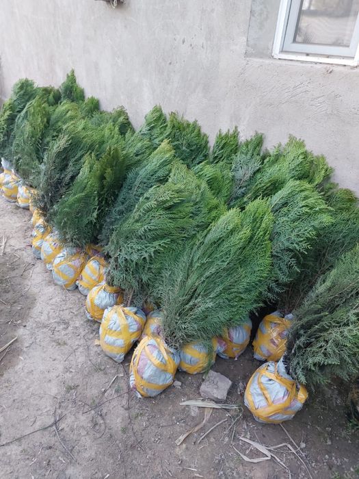 Саженцы в наличии и под заказ гортензии туи елки