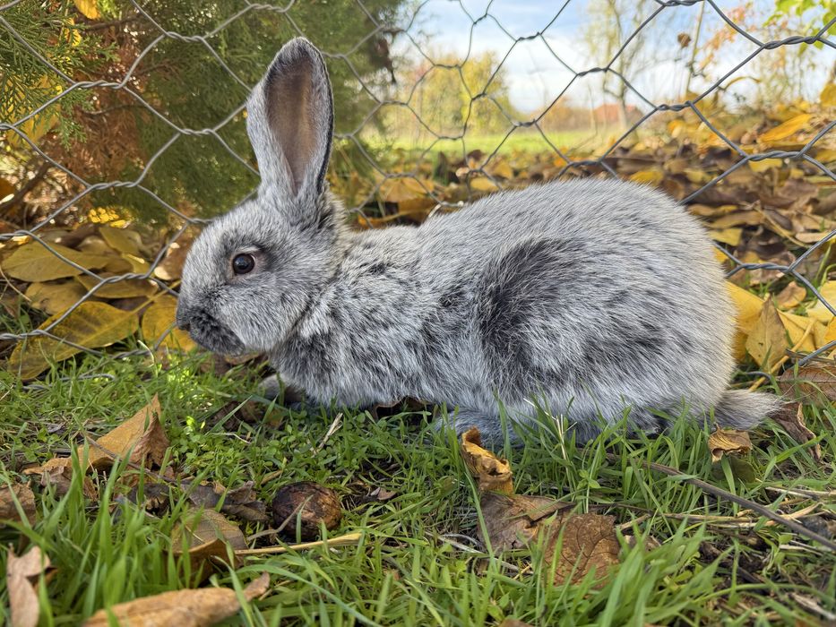 Голям Сребърен Заек