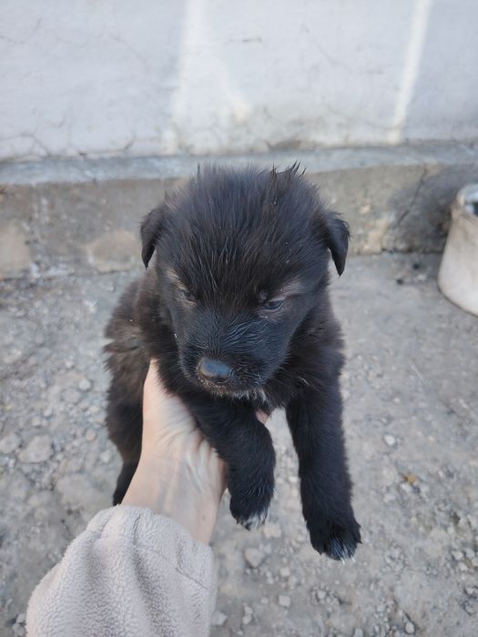 Отдам щенков в добрые руки. Возраст месяц