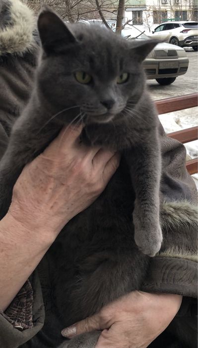 Любимые животные