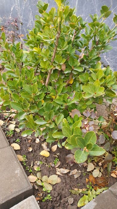 Продам дерево бересклет