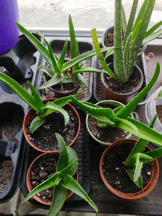 Гүлдер Цветы район Компоселок