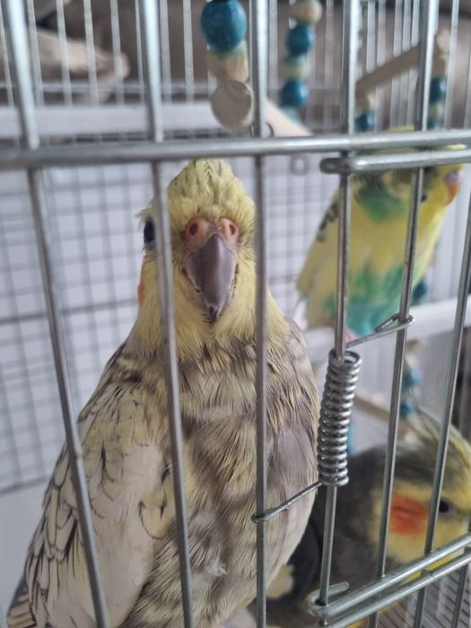 Продам трех попугаев ,парочка короли волнистик