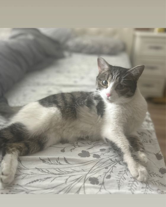 Отдадим кошку в добрые руки