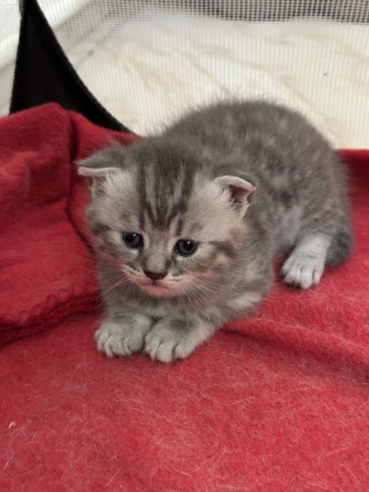 Pui Scottish Fold