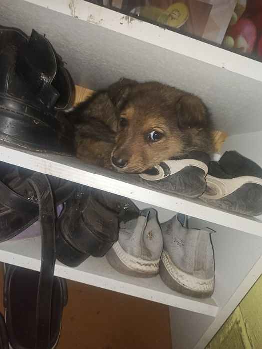 Отдам кутенка в добрые руки