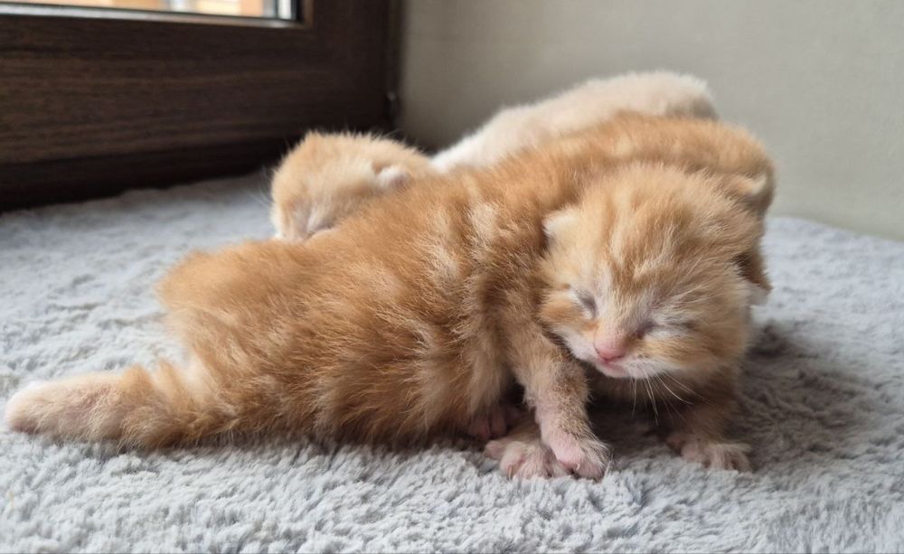 Британские котята