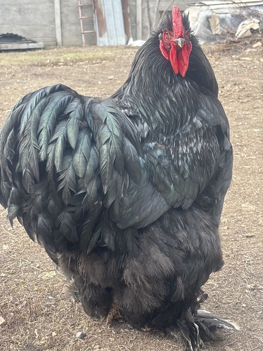 Продам кохинхин петух и курица