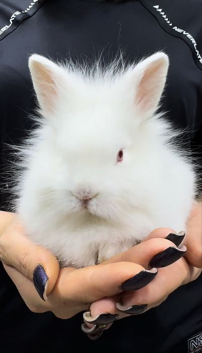 Декоративные Кролики