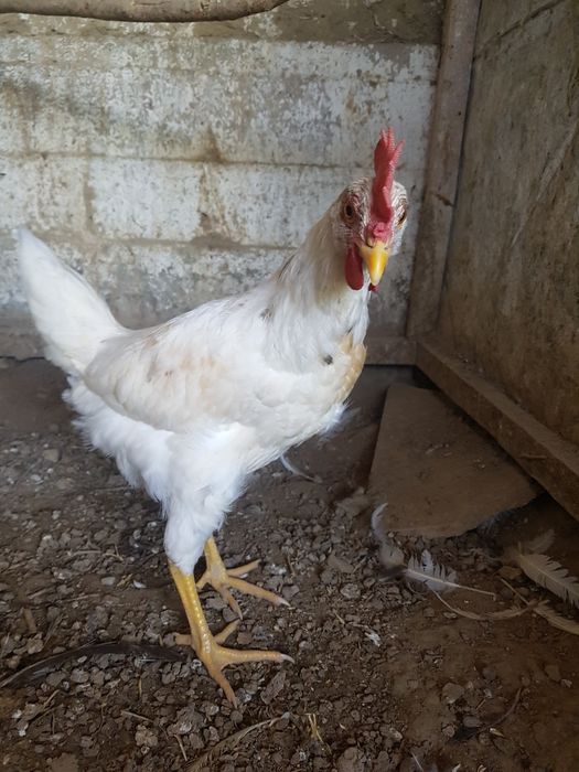 Jaydari 6 oylik oq xo'rozlar bor uy sharoitida boqilgan