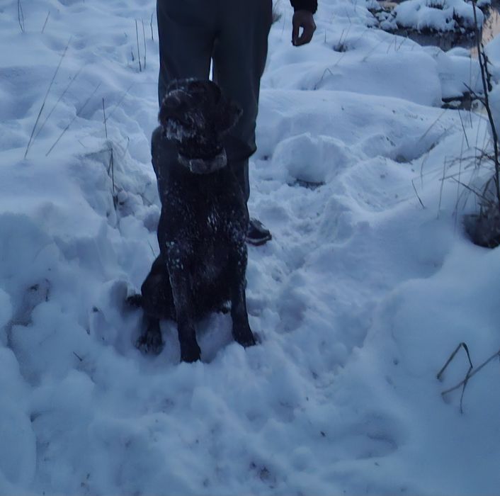 Продам Дратхаар суку рабочая