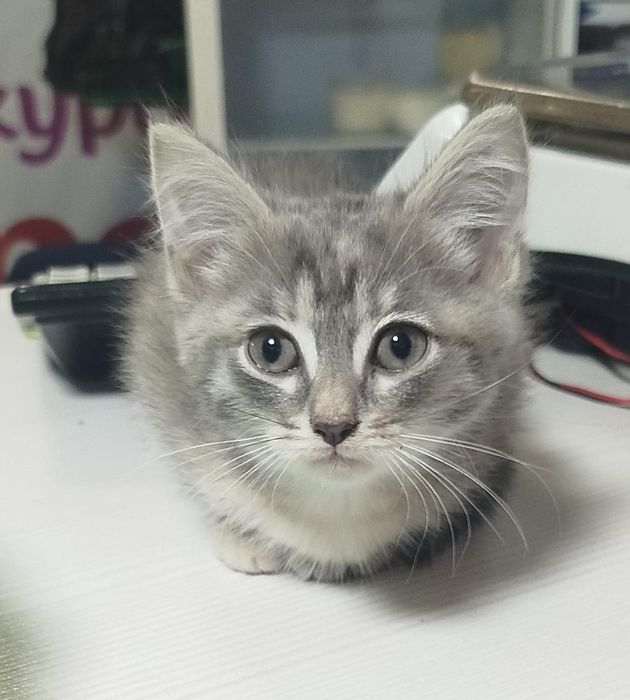 Котята девочки 2 месяца