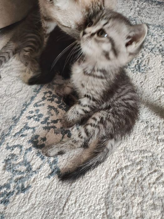 Котята домашние, в добрые руки