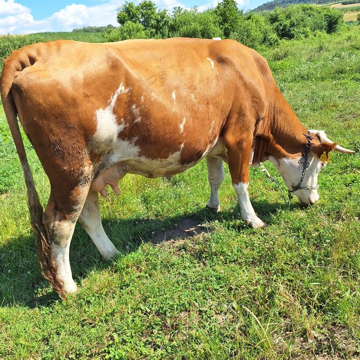 Vaca de vanzare gestanta în 9 luni