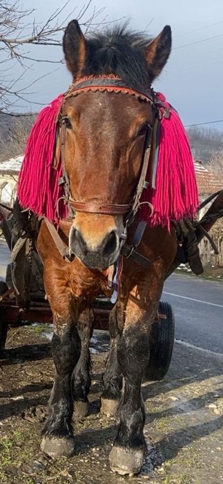 Armăsar de vânzare