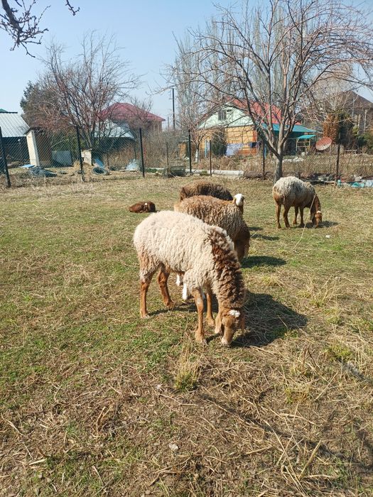 Арашан койлар козысымен