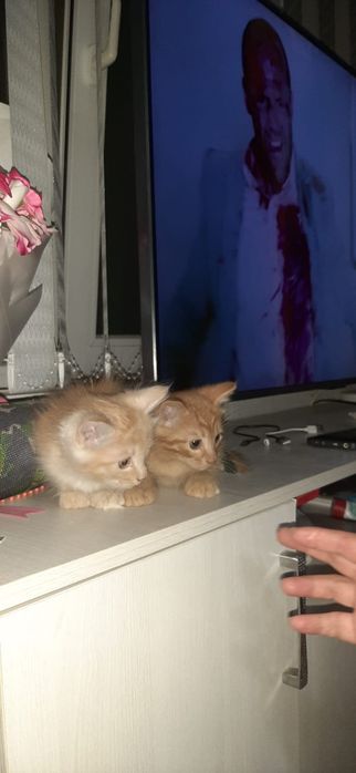 Отдам котят в добрые руки