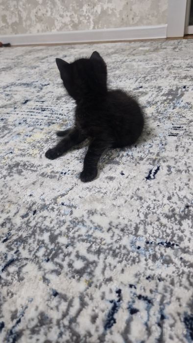 Бесплатно отдам КОТЁНКА в добрые руки