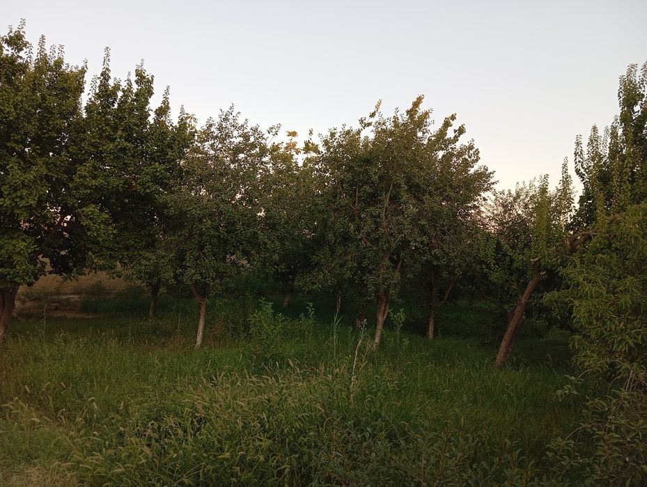 Ховли сотилади 8 сутиг Аргун стоп маркетдан утиб закаждан чапга