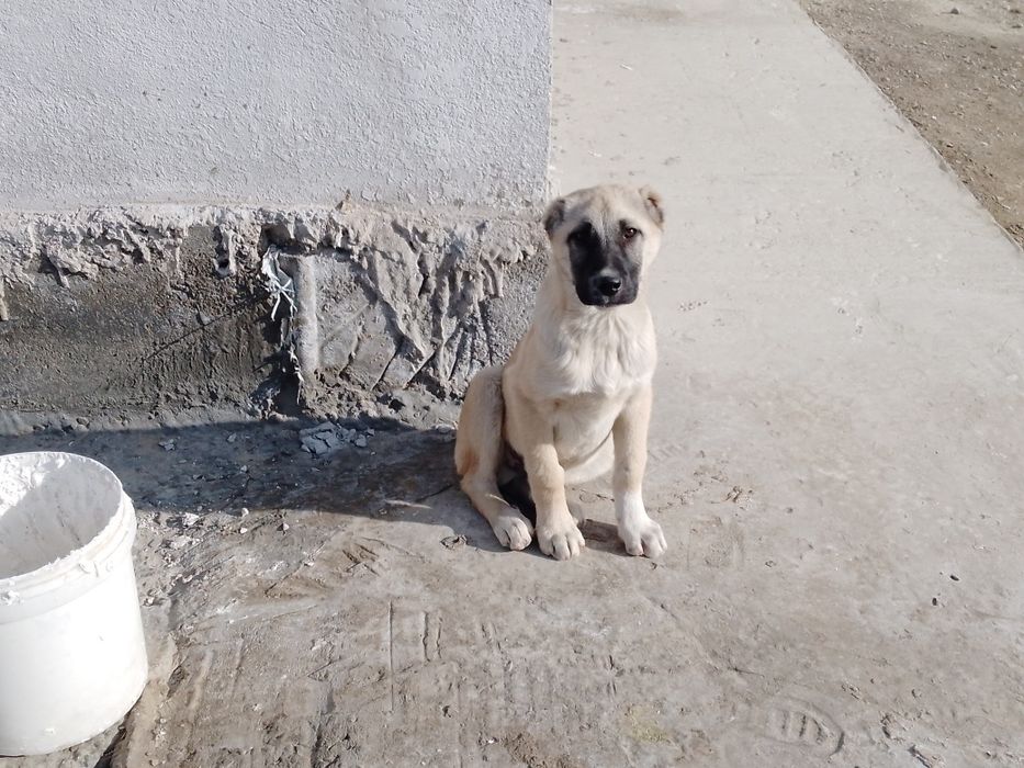 Кангал боласи угил бола 3 ойлик