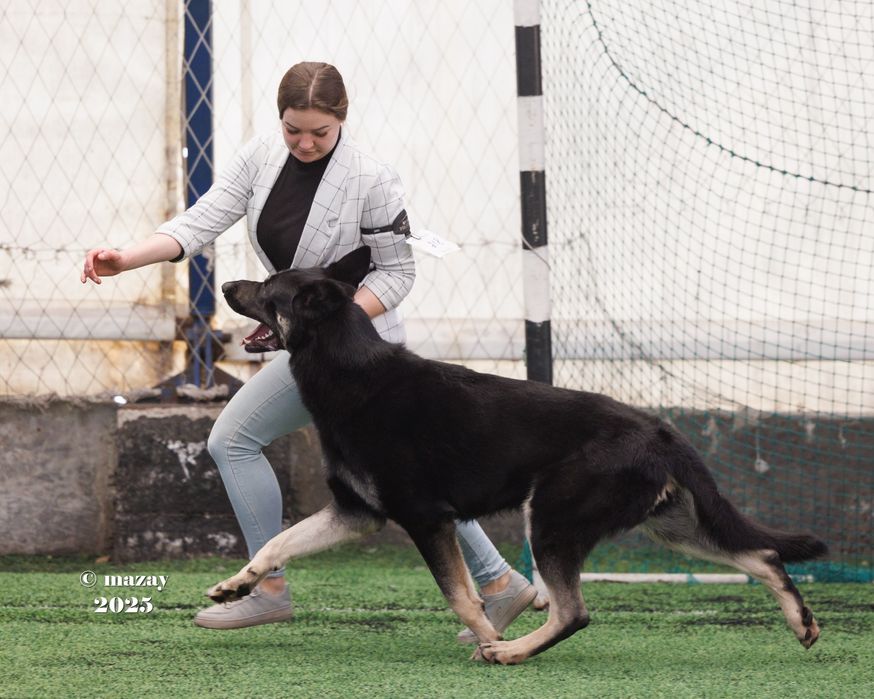 ВЕО вязка кобеля
