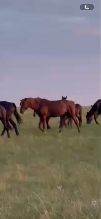 Ағыр 7-8 жасар