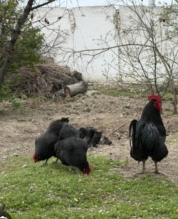 Gegant Jersi tuxumlari bor joʻja ham oʻchirib beramiza