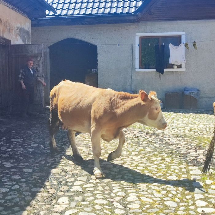 Vând Vacă pentru lapte