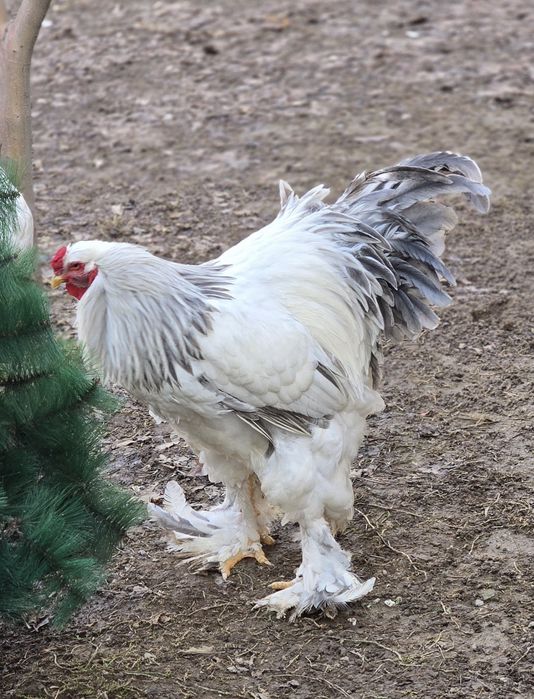 Брама светлоголубой