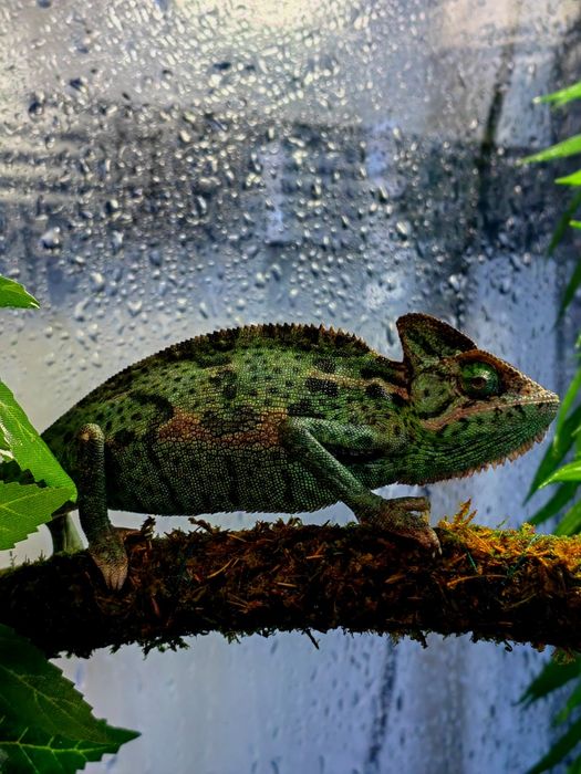 Cameleon/gecko/agama