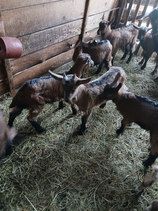 Vând sau schimb iezi