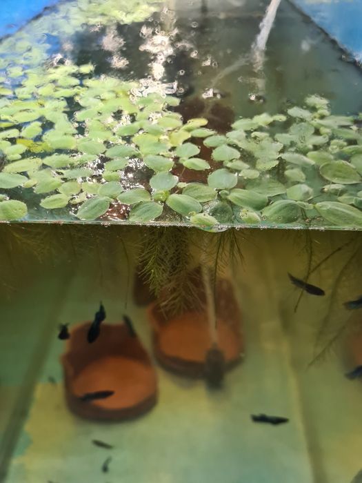Pistia .Plante plutitoare pentru acvarii/iazuri