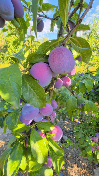 Prune Anaspeth Tuica