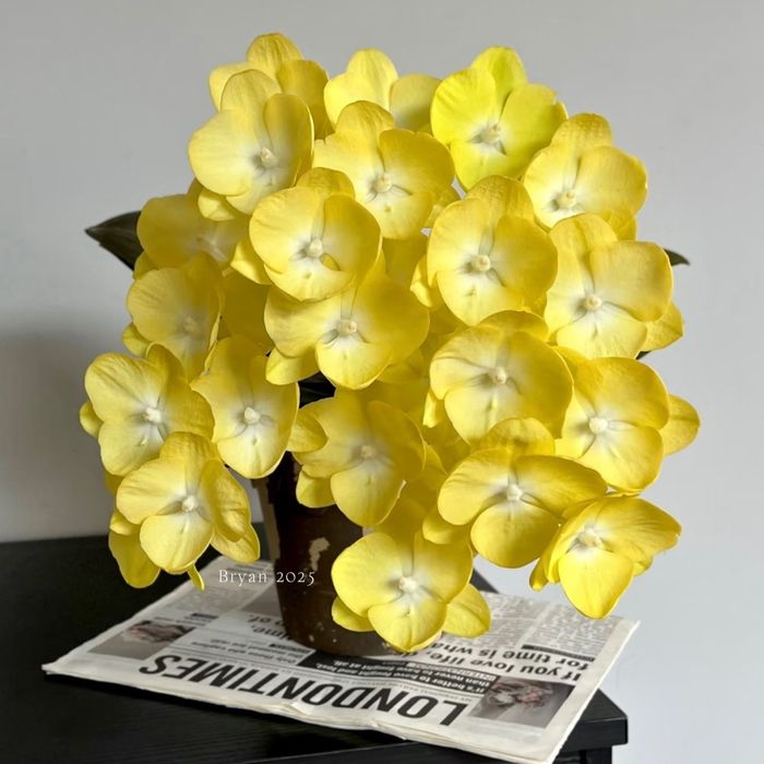 Редкие сорта Орхидеи