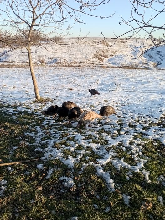 Vând curci  de anul acesta