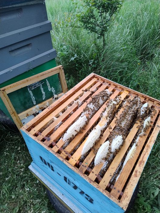 Miere de salcam la butoi