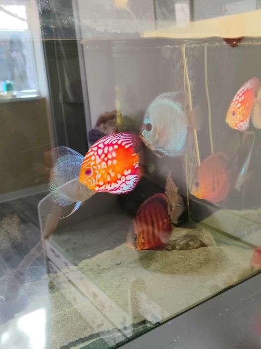 Pești discus sănătoși!