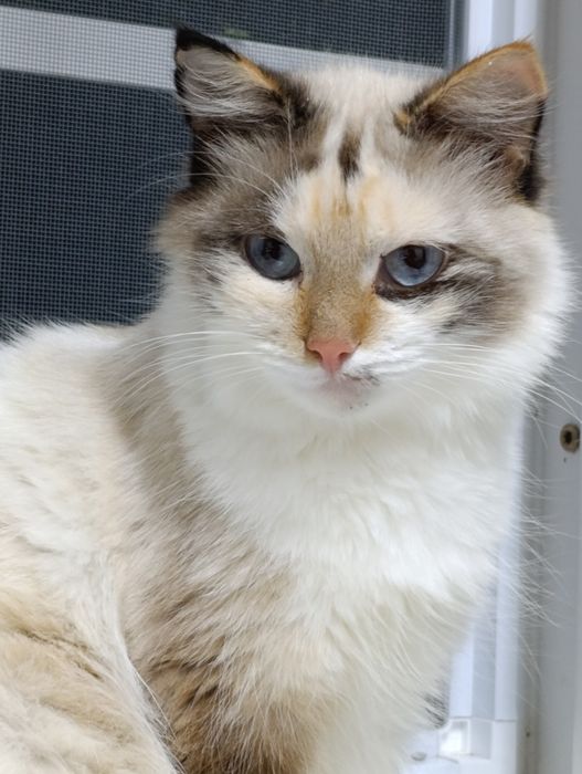 Ищут дом,стерильные,привитые.