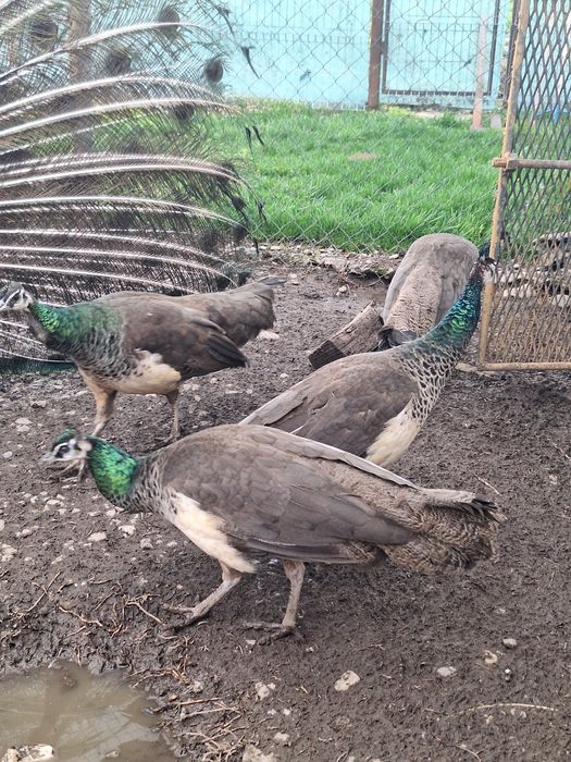 Vand paunite tineret