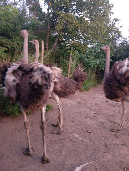 O familie de struți
