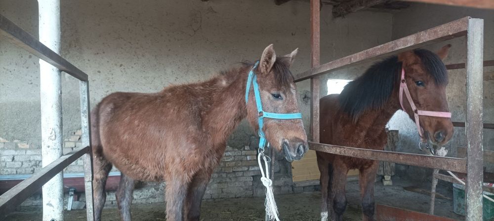 2 ta moda toy sotiladi