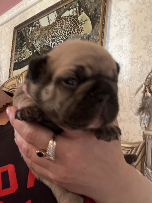 Шикарные французики